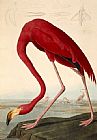 John James Audubon American Flamingo painting